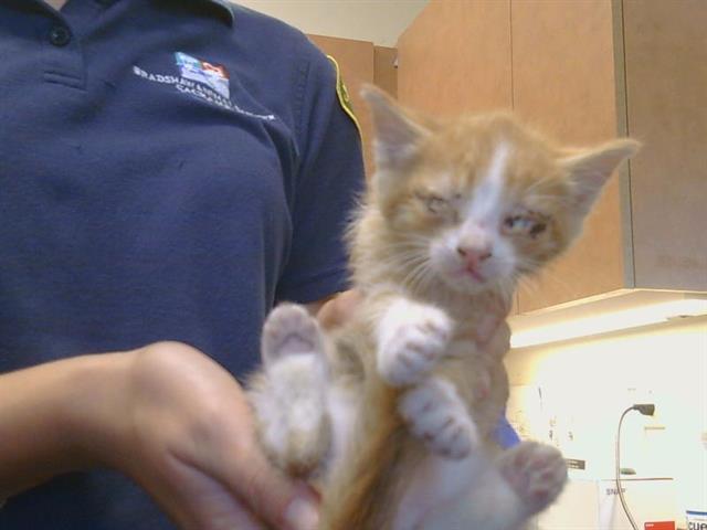 Shelter Stray Male Cat last seen FLORINDA WAY/SCOTTSDALE DR, SACRAMENTO CA 95828, 3839 Bradshaw Rd, Sacramento, CA 95827, USA
