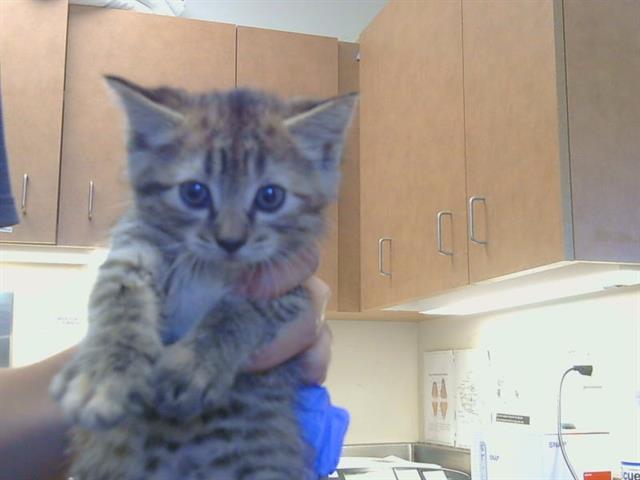 Shelter Stray Female Cat last seen FLORINDA WAY/SCOTTSDALE DR, SACRAMENTO CA 95828, 3839 Bradshaw Rd, Sacramento, CA 95827, USA