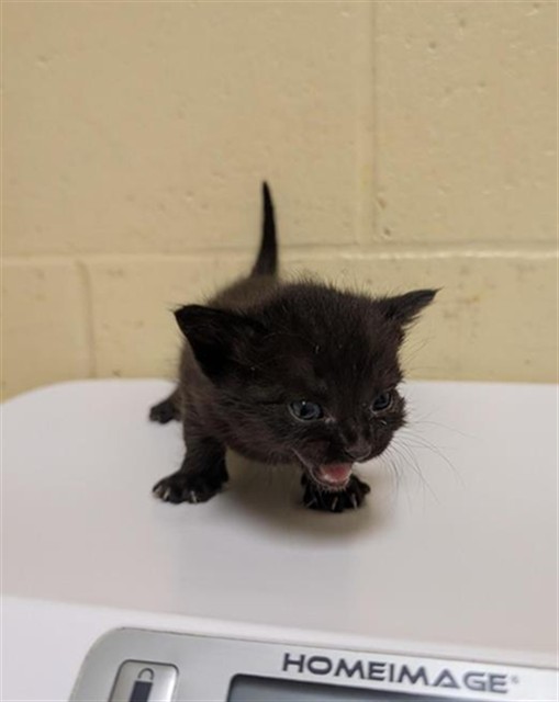 Shelter Stray Male Cat last seen 13TH ST & ANNRUD WAY, 2127 Front St, Sacramento, CA 95818, USA