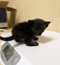 Shelter Stray Male Cat last seen 13TH ST & ANNRUD WAY, 2127 Front St, Sacramento, CA 95818, USA