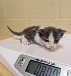 Shelter Stray Male Cat last seen 13TH ST & ANNRUD WAY, 2127 Front St, Sacramento, CA 95818, USA