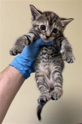 Shelter Stray Female Cat last seen PIERCY WAY & RIPLEY ST, 2127 Front St, Sacramento, CA 95818, USA
