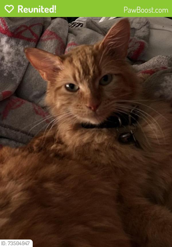 Reunited Male Cat last seen Fern & Spruce, Ontario, CA 91762