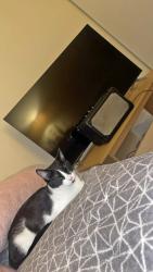 Lost Female Cat last seen Tinto primary school, Glasgow City, Scotland G43 2YQ