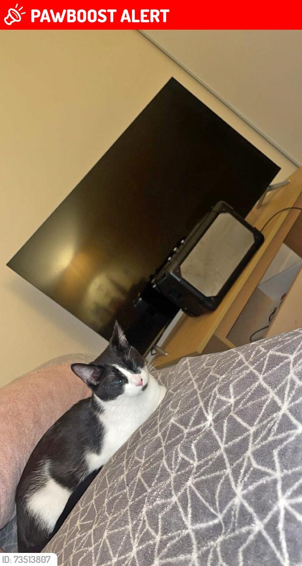 Lost Female Cat last seen Tinto primary school, Glasgow City, Scotland G43 2YQ