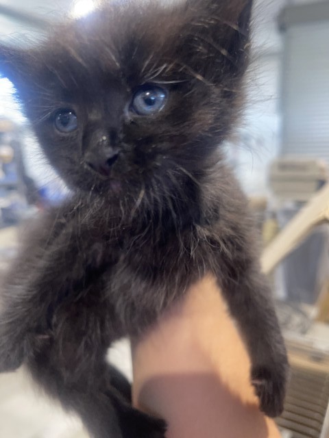 Shelter Stray Male Cat last seen CYPRESS AVE X ARROW BLVD, 333 Chandler Pl, San Bernardino, CA 92408, USA