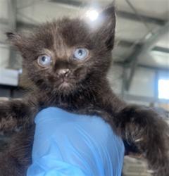 Shelter Stray Male Cat last seen CYPRESS AVE X ARROW BLVD, 333 Chandler Pl, San Bernardino, CA 92408, USA