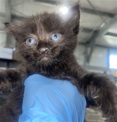 Shelter Stray Male Cat last seen CYPRESS AVE X ARROW BLVD, 333 Chandler Pl, San Bernardino, CA 92408, USA