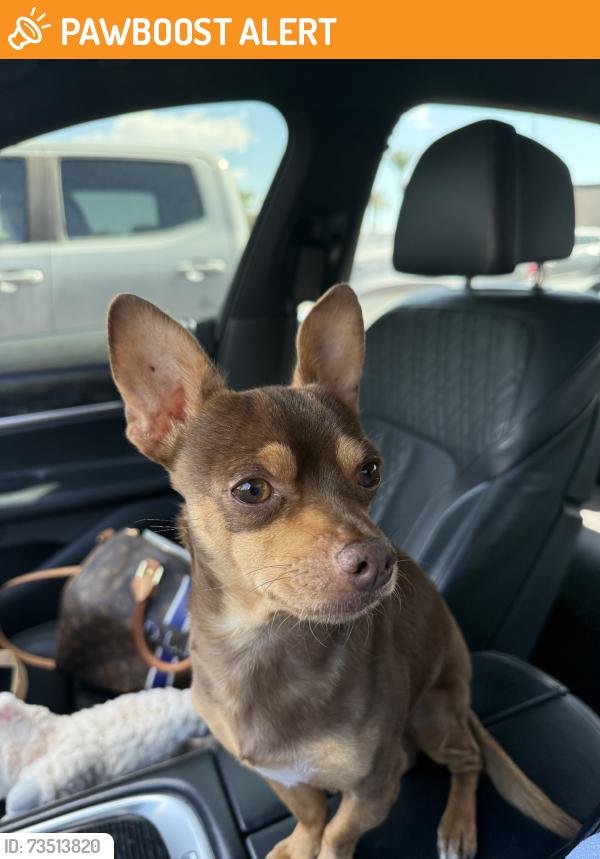 Found/Stray Male Dog last seen Baseline and Haven, Rancho Cucamonga, CA 91730