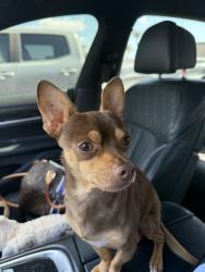 Found/Stray Male Dog last seen Baseline and Haven, Rancho Cucamonga, CA 91730