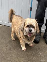 Shelter Stray Male Dog last seen Near BLOCK PLANET DR, 3528 Newburg Rd, Louisville, KY 40218, USA