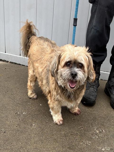 Shelter Stray Male Dog last seen Near BLOCK PLANET DR, 3528 Newburg Rd, Louisville, KY 40218, USA