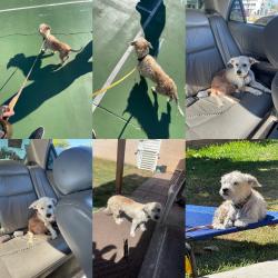 Lost Female Dog last seen Pet co bell gardens, Bell Gardens, CA 90201