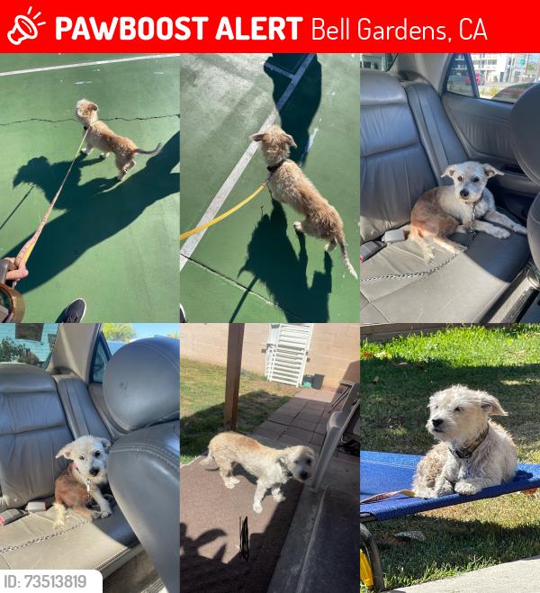 Lost Female Dog last seen Pet co bell gardens, Bell Gardens, CA 90201