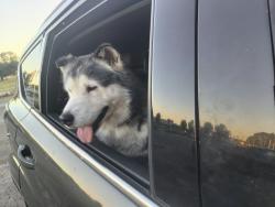 Found/Stray Male Dog last seen Walmart supercenter, Jacksonville, FL 32205