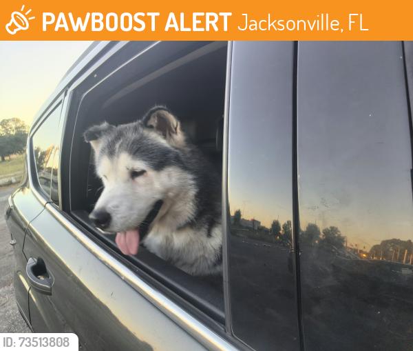 Found/Stray Male Dog last seen Walmart supercenter, Jacksonville, FL 32205