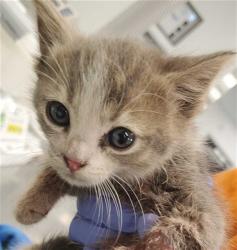 Shelter Stray Female Cat last seen BY ASIAN ART MUSEUM TOWARD GG ST, 1419 Bryant St, San Francisco, CA 94103, USA
