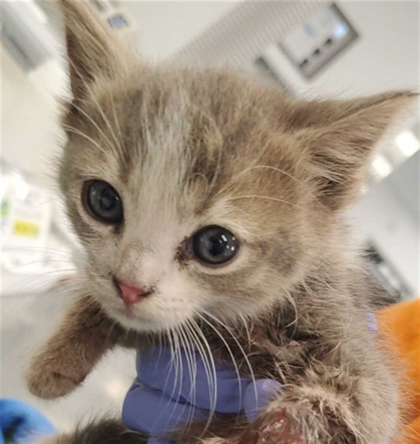 Shelter Stray Female Cat last seen BY ASIAN ART MUSEUM TOWARD GG ST, 1419 Bryant St, San Francisco, CA 94103, USA