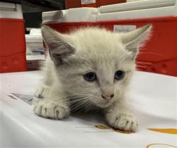 Shelter Stray Male Cat last seen Near BLOCK LINCOLN ST, MECCA CA 92254, 72050 Pet Land Pl, Thousand Palms, CA 92276, USA