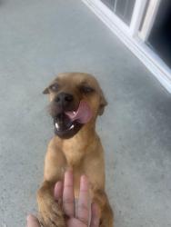 Lost Male Dog last seen Jenifer Ave & Baseline Rd, Glendora, CA 91740
