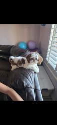 Lost Male Dog last seen Pebble hills, El Paso, TX 79938