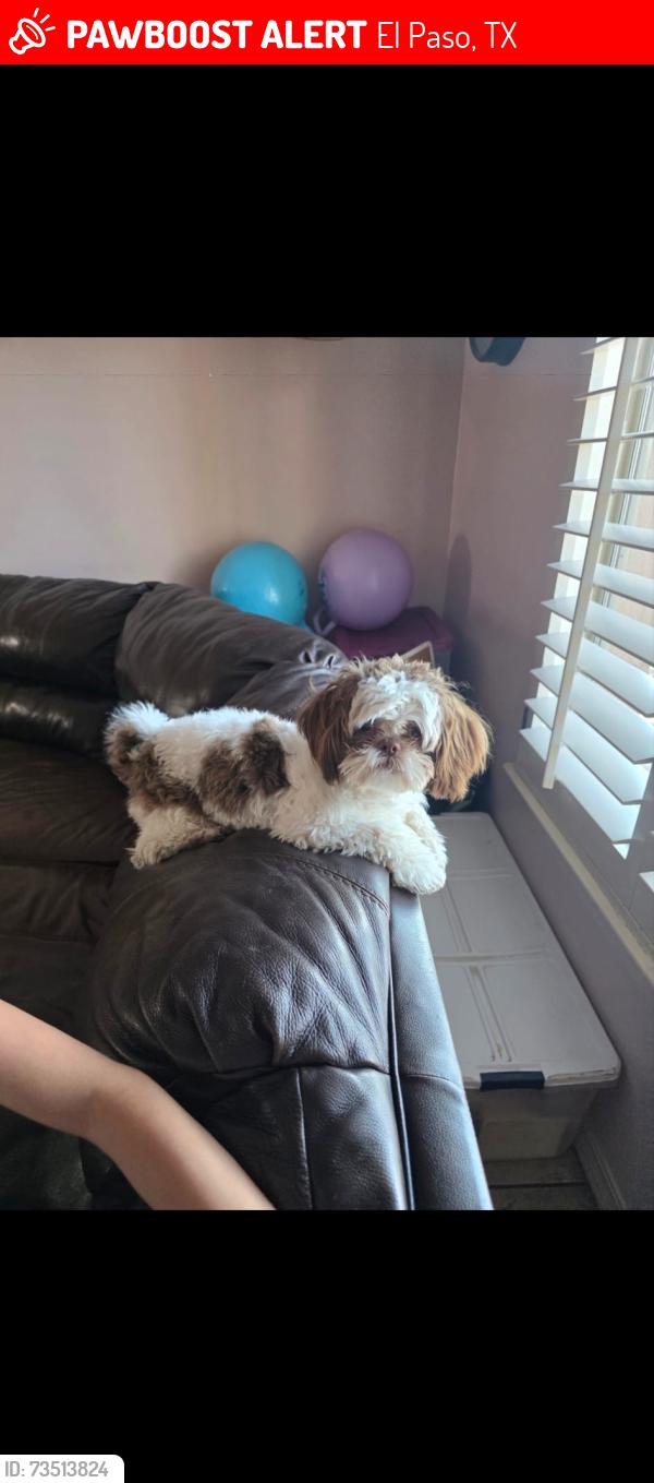Lost Male Dog last seen Pebble hills, El Paso, TX 79938