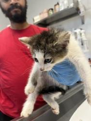 Shelter Stray Male Cat last seen BURLINGTON AC, 221 Stone Quarry Rd, Burlington, NC 27217, USA