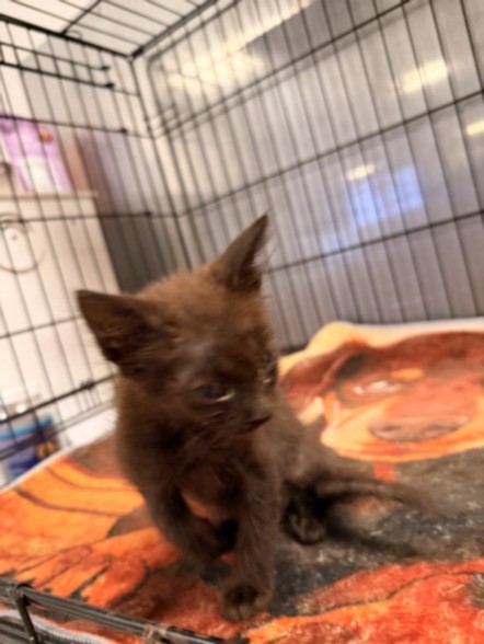 Shelter Stray Male Cat last seen , 14409 Vanowen St, Van Nuys, CA 91405, USA