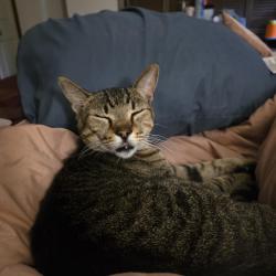 Lost Male Cat last seen Fallon, Palm Bay, FL 32907