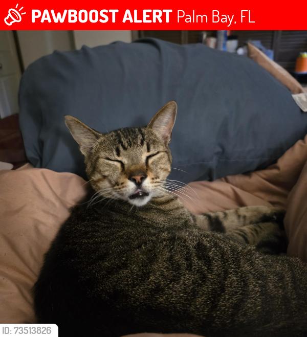 Lost Male Cat last seen Fallon, Palm Bay, FL 32907
