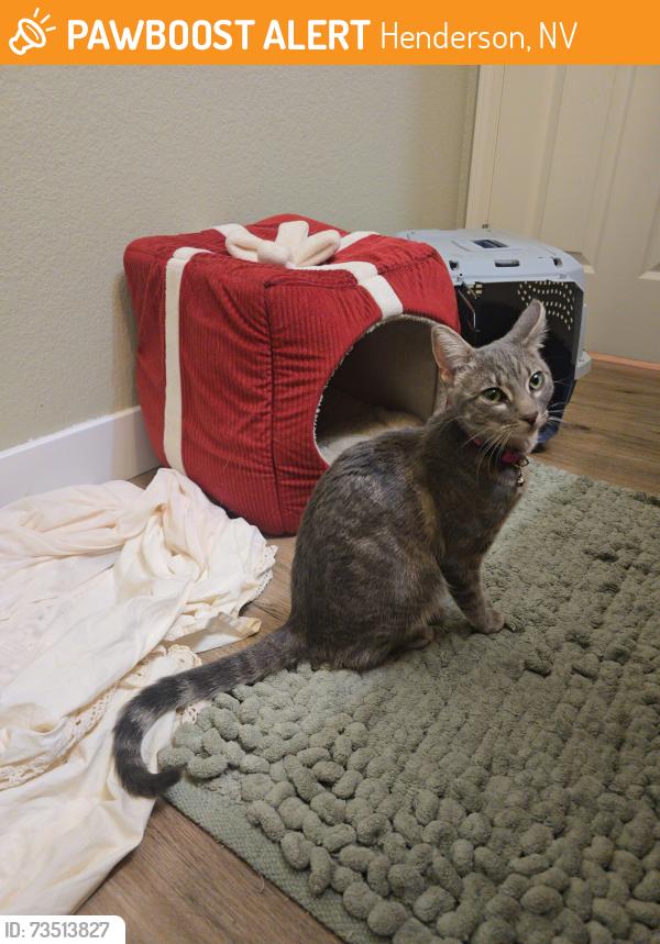 Found/Stray Female Cat last seen N Valle Verde/ High View Drive, Henderson, NV 89014
