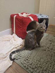 Found/Stray Female Cat last seen N Valle Verde/ High View Drive, Henderson, NV 89014