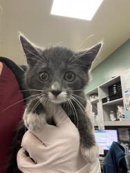 Shelter Stray Male Cat last seen Near BLOCK SANDERSON AVE, HEMET CA 92545, 581 S Grand Ave, San Jacinto, CA 92582, USA