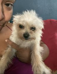 Lost Female Dog last seen Forecast way, Stockton, CA 95206