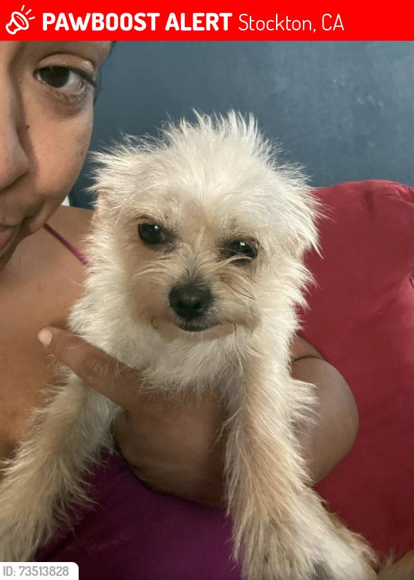 Lost Female Dog last seen Forecast way, Stockton, CA 95206