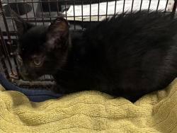 Shelter Stray Male Cat last seen , West Valley Animal Shelter, 20655 Plummer St, Chatsworth, CA 91311, USA