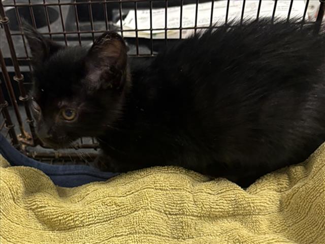 Shelter Stray Male Cat last seen , West Valley Animal Shelter, 20655 Plummer St, Chatsworth, CA 91311, USA