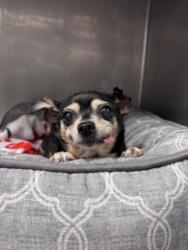Shelter Stray Female Dog last seen , West Valley Animal Shelter, 20655 Plummer St, Chatsworth, CA 91311, USA