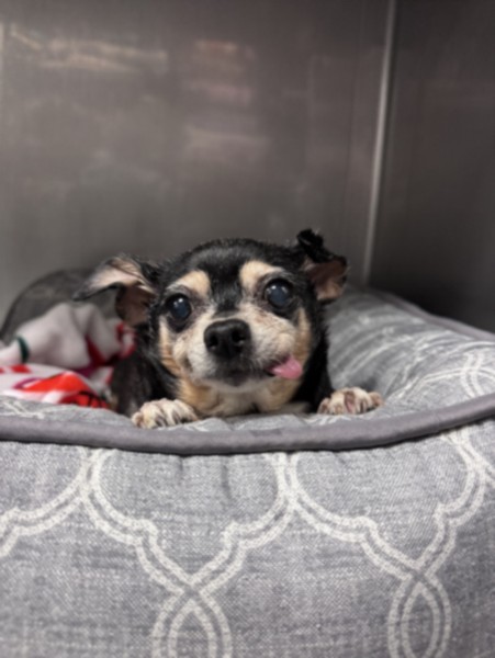 Shelter Stray Female Dog last seen , West Valley Animal Shelter, 20655 Plummer St, Chatsworth, CA 91311, USA