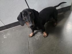 Shelter Stray Male Dog last seen , West Valley Animal Shelter, 20655 Plummer St, Chatsworth, CA 91311, USA