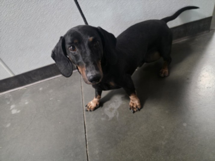 Shelter Stray Male Dog last seen , West Valley Animal Shelter, 20655 Plummer St, Chatsworth, CA 91311, USA