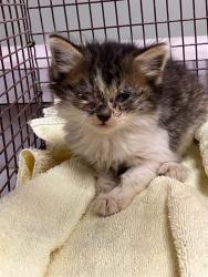 Shelter Stray Male Cat last seen Near BLOCK 103RD STREET, LOT #166, 2020 Forest St, Jacksonville, FL 32204, USA