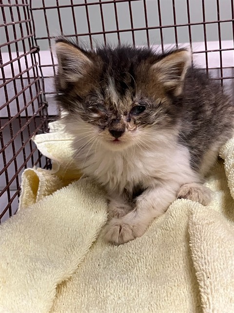 Shelter Stray Male Cat last seen Near BLOCK 103RD STREET, LOT #166, 2020 Forest St, Jacksonville, FL 32204, USA