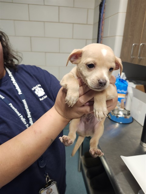 Shelter Stray Male Dog last seen N SAN ANTONIO AVE, 8311 Freedom Dr, Pearland, TX 77581, USA