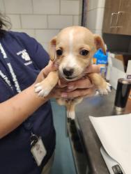 Shelter Stray Female Dog last seen N SAN ANTONIO AVE, 8311 Freedom Dr, Pearland, TX 77581, USA