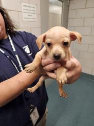 Shelter Stray Female Dog last seen N SAN ANTONIO AVE, 8311 Freedom Dr, Pearland, TX 77581, USA