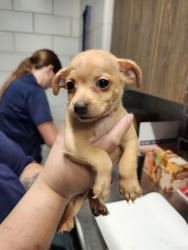 Shelter Stray Female Dog last seen N SAN ANTONIO AVE, 8311 Freedom Dr, Pearland, TX 77581, USA