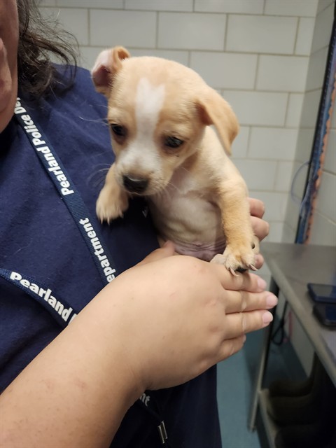 Shelter Stray Male Dog last seen N. SAN ANTONIO AVE, 8311 Freedom Dr, Pearland, TX 77581, USA