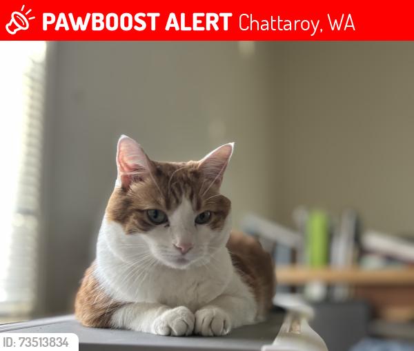 Lost Male Cat last seen E ELOIKA & N VALLEY, Chattaroy, WA 99003