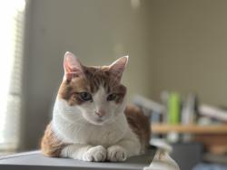 Lost Male Cat last seen E ELOIKA & N VALLEY, Chattaroy, WA 99003